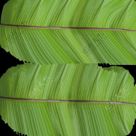 3d渲染芭蕉叶植物模型下载