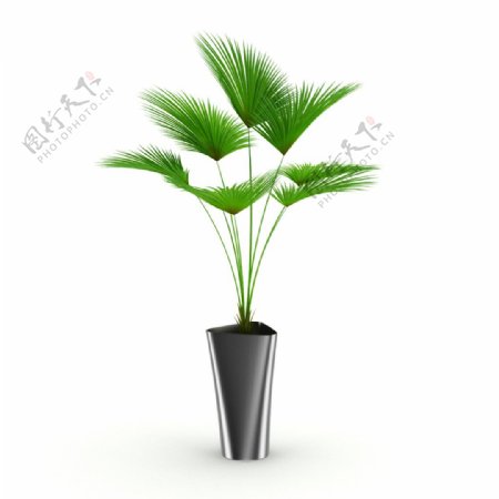 客厅植物盆栽3d模型