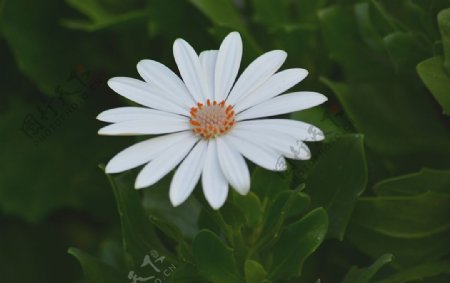 清新白色雏菊