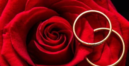 结婚戒指与红玫瑰