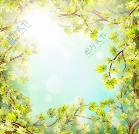 春季树梢和阳光框架矢量素材