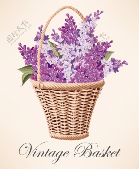 花篮紫丁香