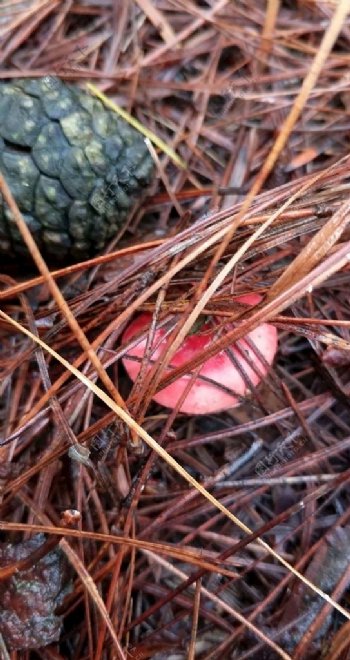 粉红色的野生菇