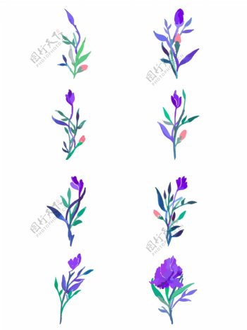 紫罗兰花朵植物树枝开花步骤元素
