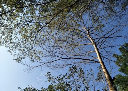 晴空下的树