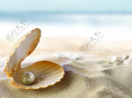 贝壳沙滩珍珠高清