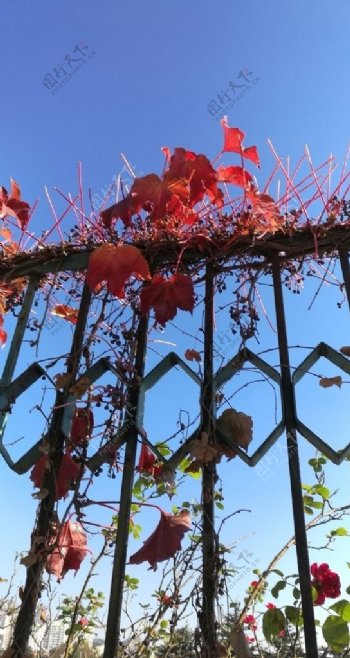 铁栏上的红叶
