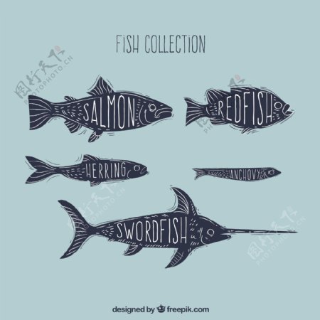5款手绘带名字的鱼类矢量图