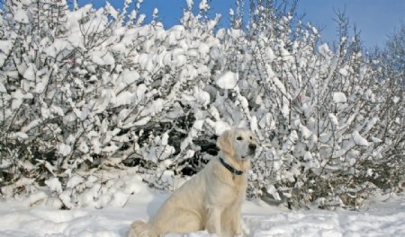 冰天雪地中的狗