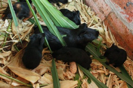 母黑豚和黑豚