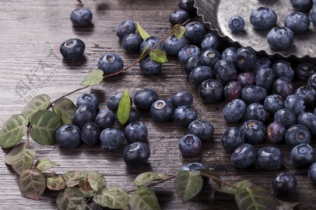 新鲜浆果蓝莓实物图摄影图1