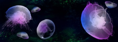 梦幻水母紫色海洋生物商务PPT背景