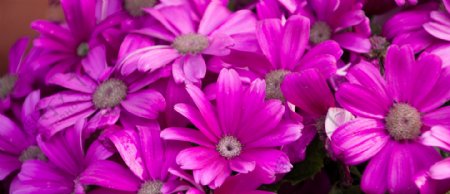 紫色花花朵花簇太阳花