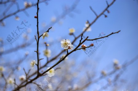 春天之梨花商用摄影3