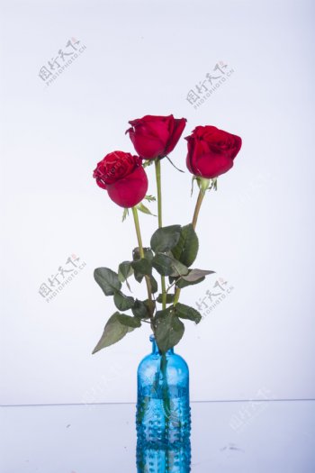 鲜艳红色玫瑰摄影图