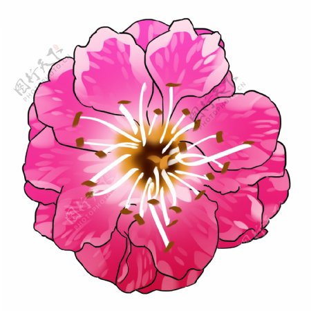 手绘一朵盛开的梅花插画