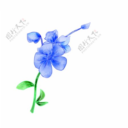 手绘水彩蓝色蝴蝶花插画