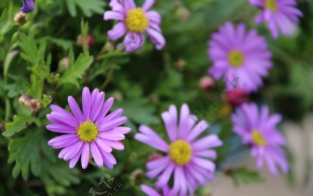 紫色小雏菊花朵