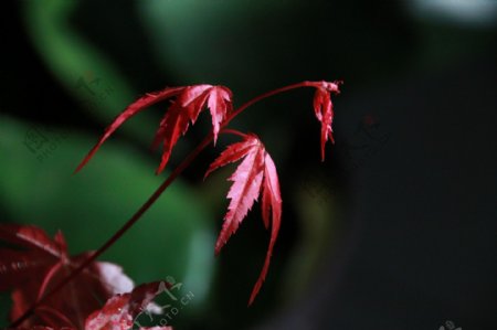 盆栽红枫