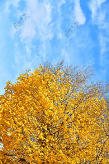 金黄色的树冠