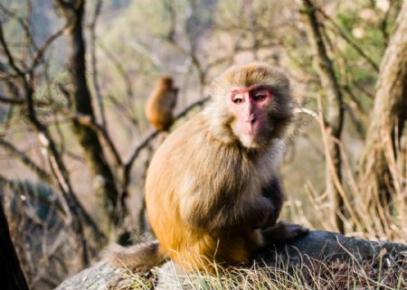 庐山风景摄影之动物猴子