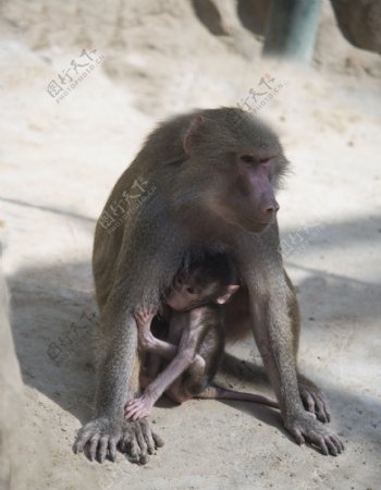 郑州动物园摄影之动物猴子