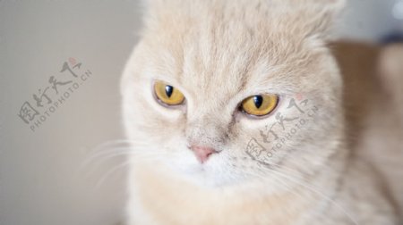 英短公猫商业摄影