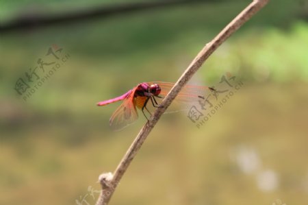 干枯树枝上停落的红色蜻蜓特写
