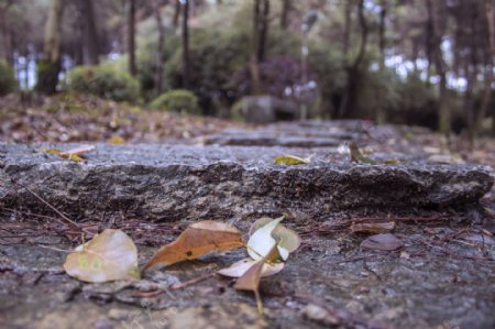 石板路上的落叶摄影