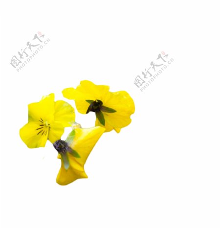 黄色花朵绚丽多姿绽放