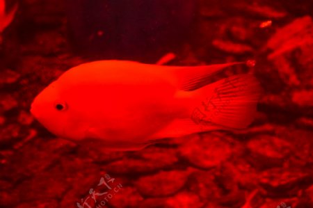 海底世界红色海鱼