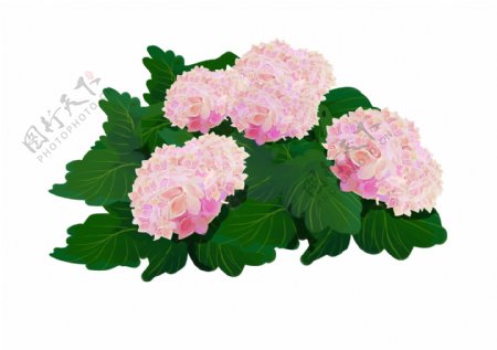 手绘粉色绣球花簇装饰图案