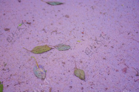 粉色沙滩上掉落的树叶