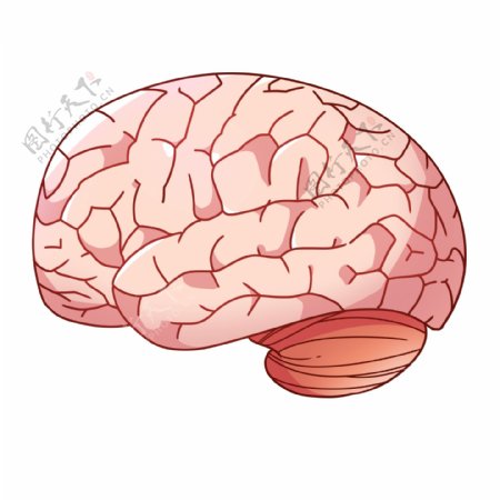 脑子器官装饰插图