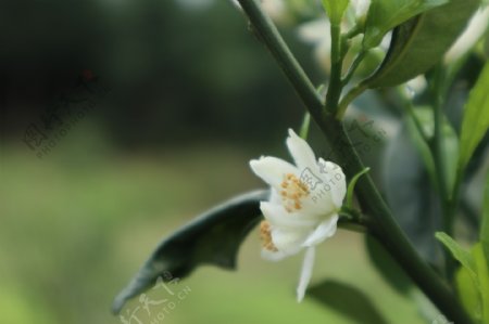 桔子树花
