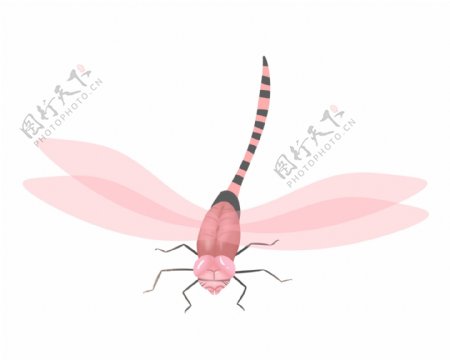 粉色唯美蜻蜓