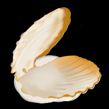 白色贝壳装饰