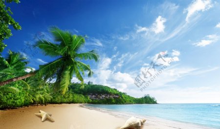 海边风景椰树沙滩背景墙