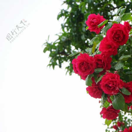蔷薇玫瑰