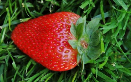 一颗鲜红草莓特写
