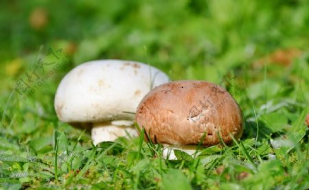 草地上的两个蘑菇