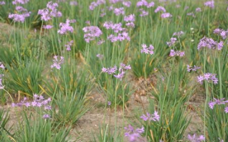 紫娇花花卉春天花植物
