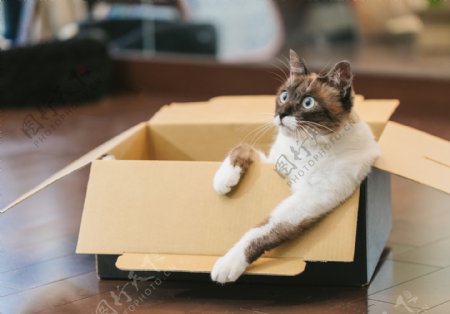 纸箱里的猫