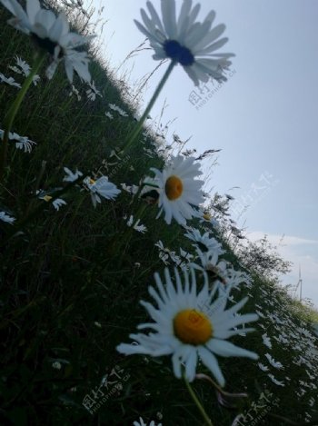 白色野花背景阴阳