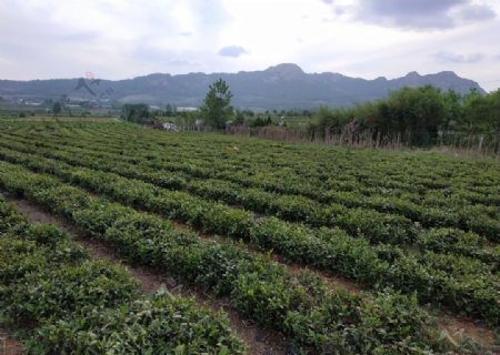 绿茶江北绿茶生态茶园生态