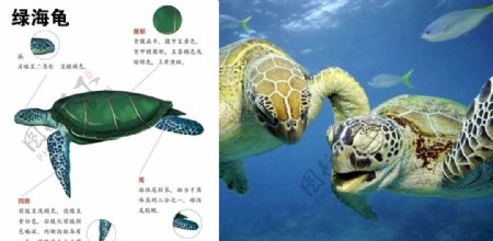 绿海龟动物介绍画册PPT