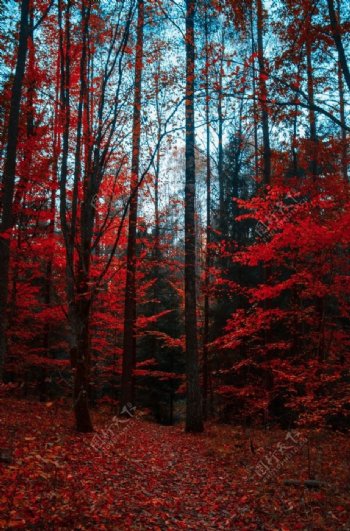 红色的树林