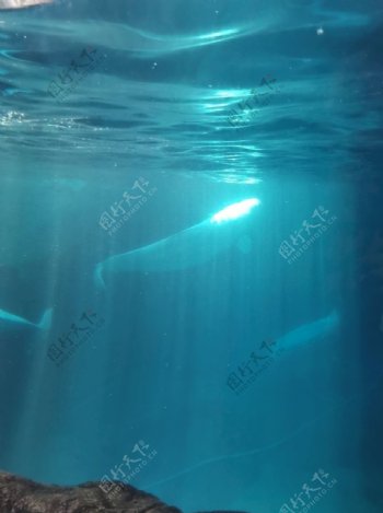 海底世界白鲸