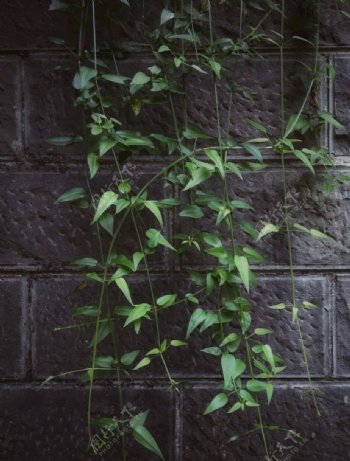 绿叶垂下来的叶子砖墙