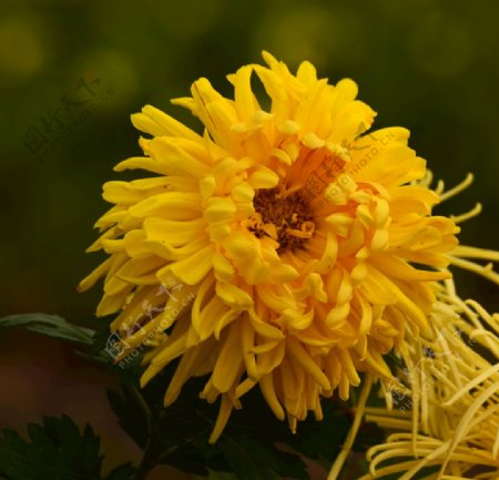 金色菊花